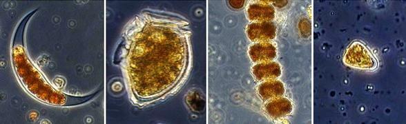 Пиррофитовые - одноклеточные водоросли-жгутиконосцы