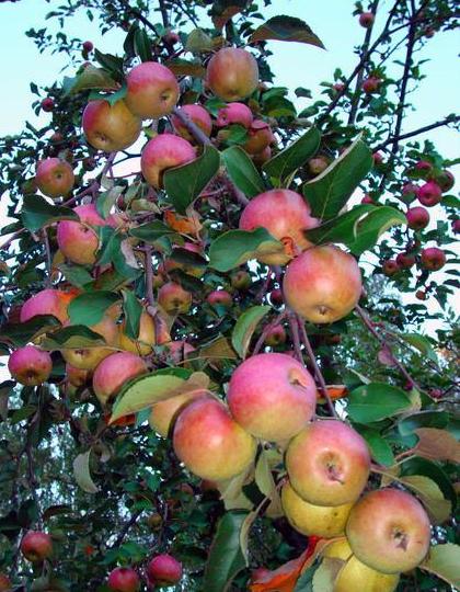 Яблоки на яблоне