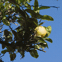 Лимон (фото С.Сластенко)