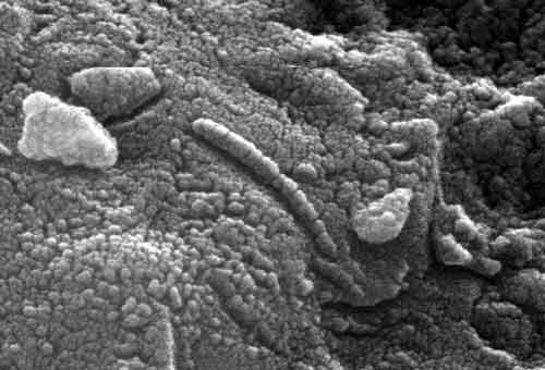 Ультрамикробные бактерии в марсианском метеорите Антарктиды