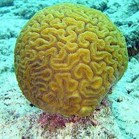 Коралловый полип на рифе