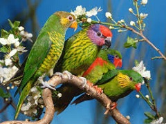 4 зеленых попугая