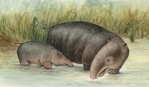 Меритерий - похожий на тапиров брат предков слонов, ведущих такой же водный образ жизни