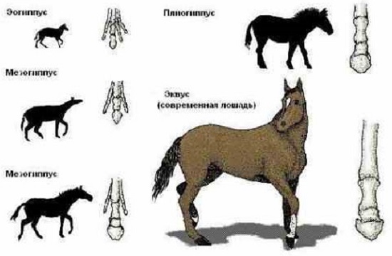 Эволюция лошади и её копыт от эогиппуса до эквуса