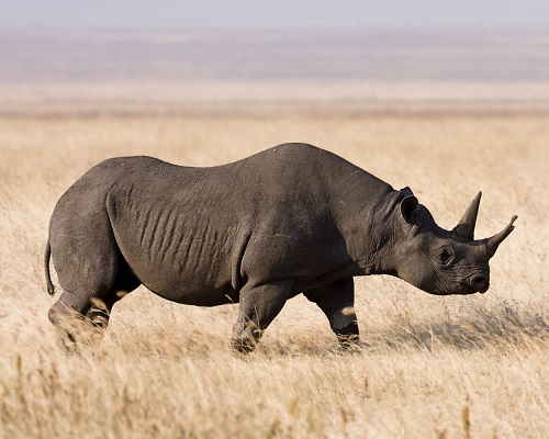 Африканский носорог в саванне