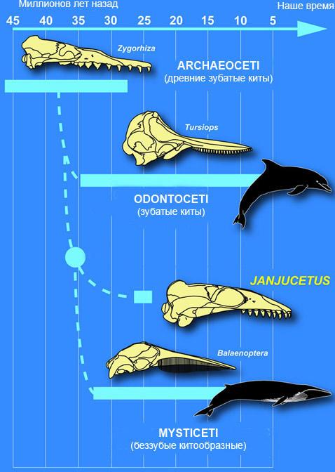 Эволюция китообразных зверей