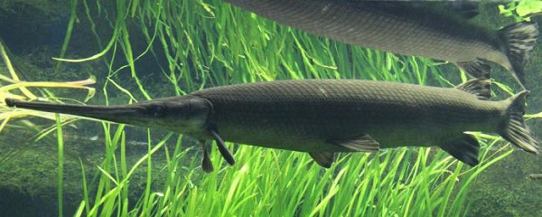 Рыба-крокодил (панцирная щука) из отряда панцирникообразных