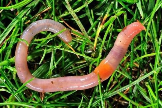 Дождевой червь в траве