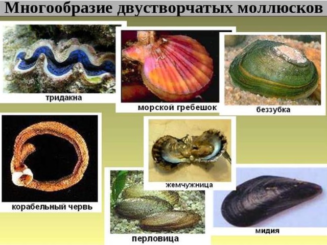 Многообразие двустворчатых моллюсков