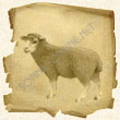 Зодиакальный знак Овца (накшатра Криттика) в лунном гороскопе индусов