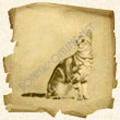 Зодиакальный знак Кошка (накшатра Пунарвасу) в лунном гороскопе индусов