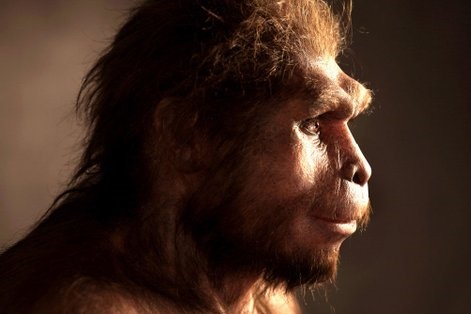 Homo erectus - человек прямоходящий