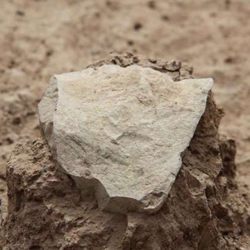 Древнейшее каменное орудие труда (3,3 млн. лет)