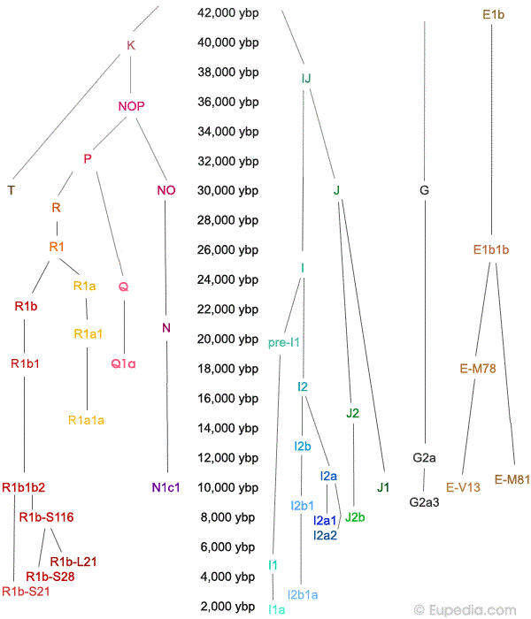 Хронология дивергенции Y-хромосомной популяции NOP