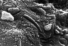 Органические наноструктуры с марсианского метеорита, найденного в Антарктиде