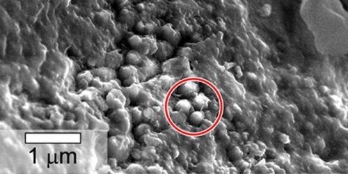 Сферические структуры биогенного происхождения в антарктическом метеорите с Марса Ямато 000593