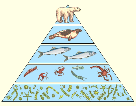 Пищевая пирамида Ледовитого океана