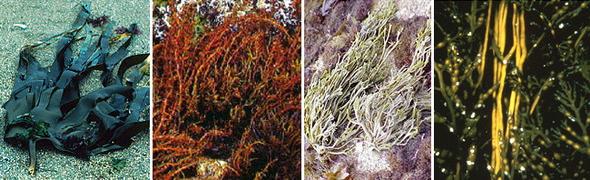 Феофиты (бурые водоросли) - самые развитые