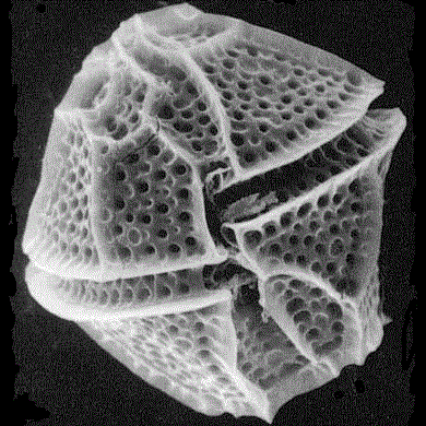 Динофиты - группа одноклеточных жгутиковых водорослей
