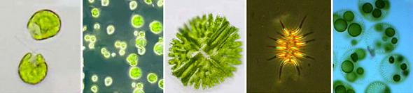 Хлорофиты - зелёные водоросли