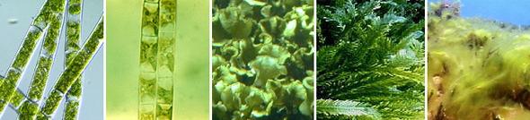 Хлорофитовые - зеленые водоросли