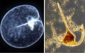 Пирофиты - группа одноклеточных жгутиковых водорослей