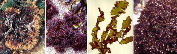 Родофиты - багряные водоросли