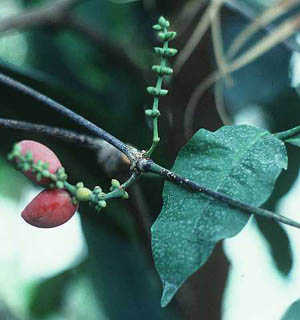 Один из 30 видов гнётовых растений