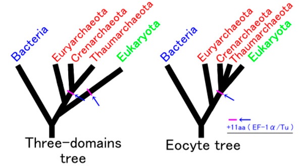 Традиционное 3-доменное и новое 2-доменное дерево ответвления эукариот