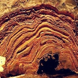 Строматолиты - ископаемые цианобактериальные маты