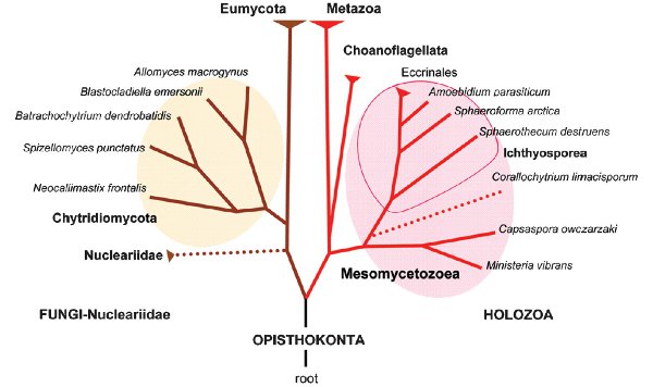 Эволюционное дерево опистоконт (грибов и животных)