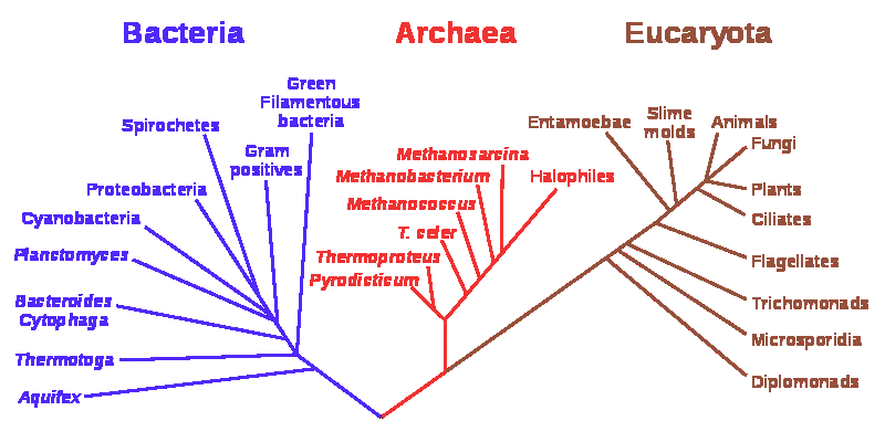 Филогенетическое древо организмов