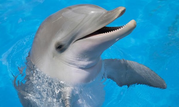 Дельфин - самый умный зверь