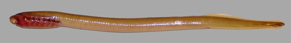 Личинка миноги похожа на ланцетника