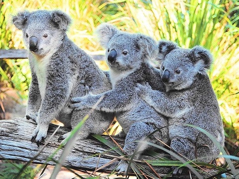 Семейка коал