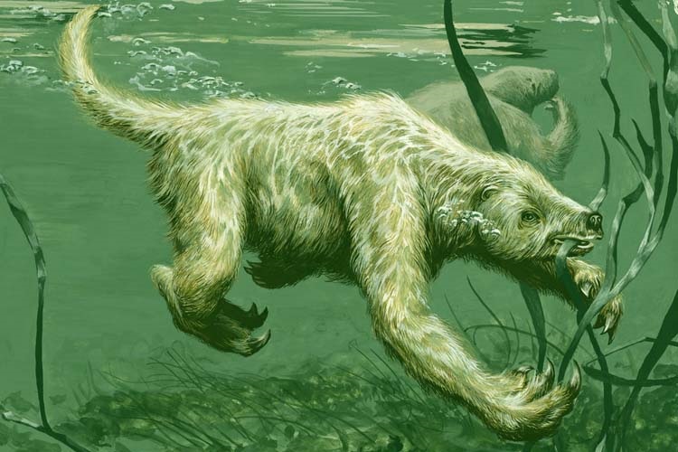 Талассокнус - вымерший водоплавающий ленивец