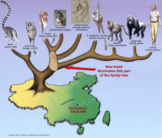 Положение археоцебуса на дереве эволюции приматов