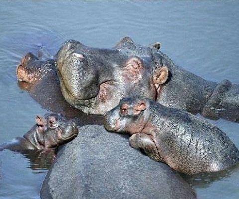 Семейство бегемотов