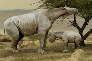 Предки носорогов - самые крупные наземные млекопитающие