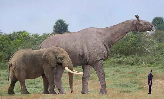 Индрикотерии - крупнейшие наземные звери (30-20 млн. лет назад)