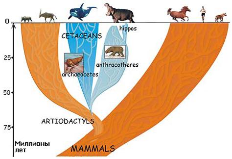 Эволюция млекопитающих
