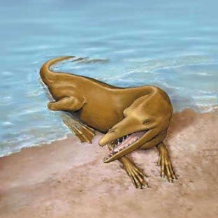 Так примерно выглядел один из предков китов родхоцет