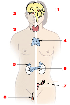 Эндокринная система человека и главные гормональные центры