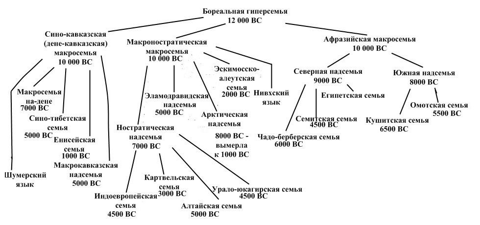 Филогения бореальной гиперсемьи по Медоварову