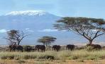Африканская саванна у горы Килиманджаро