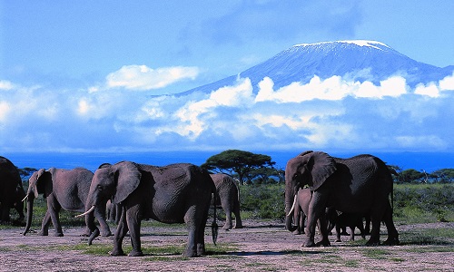 Слоны в саванне у голубого Килиманджаро