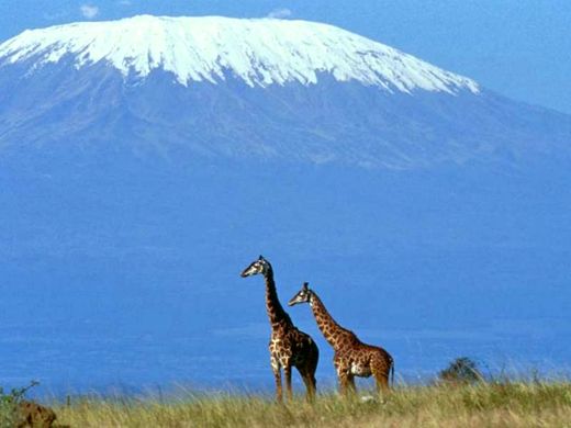 Два жирафа на фоне голубого Килиманджаро