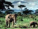 Килиманджаро, саванна, слоны