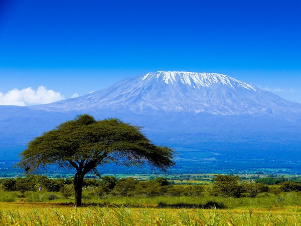 Раскидистое дерево на фоне голубого Килиманджаро