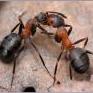 Рыжие муравьи-разведчики